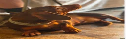 Miniature Dachshund dogs for sale: Miniature dachshund  - Advert 3