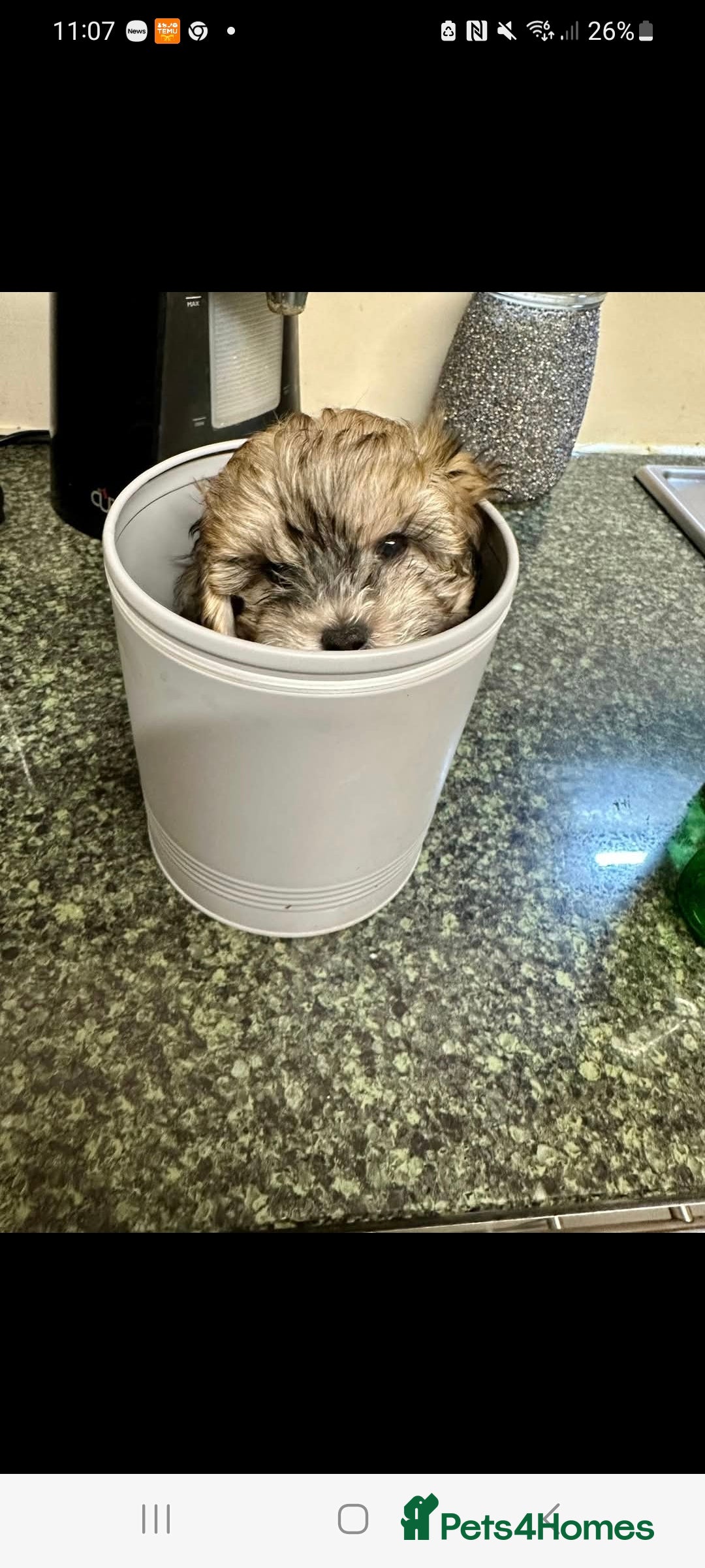 Maltipoo dogs for sale: MALTIPOO 🥰🥰 READY TO LEAVE  - Advert 29