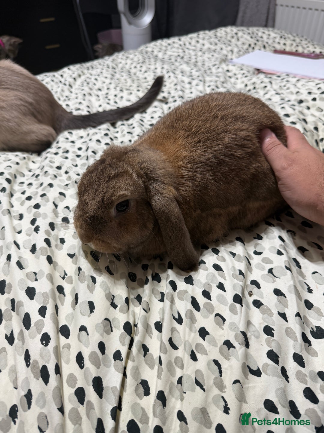 English Lop rabbits for sale: Two bonded female rabbits - Advert 3