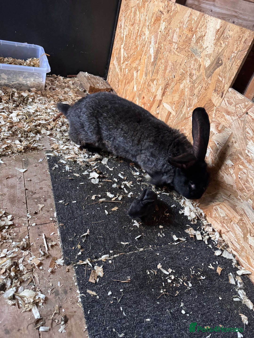 Continental Giant rabbits for sale: Pure Bred Continental Giant Rabbits  - Image 18