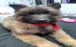 German Shepherd dogs for sale: For sale  - Image 6