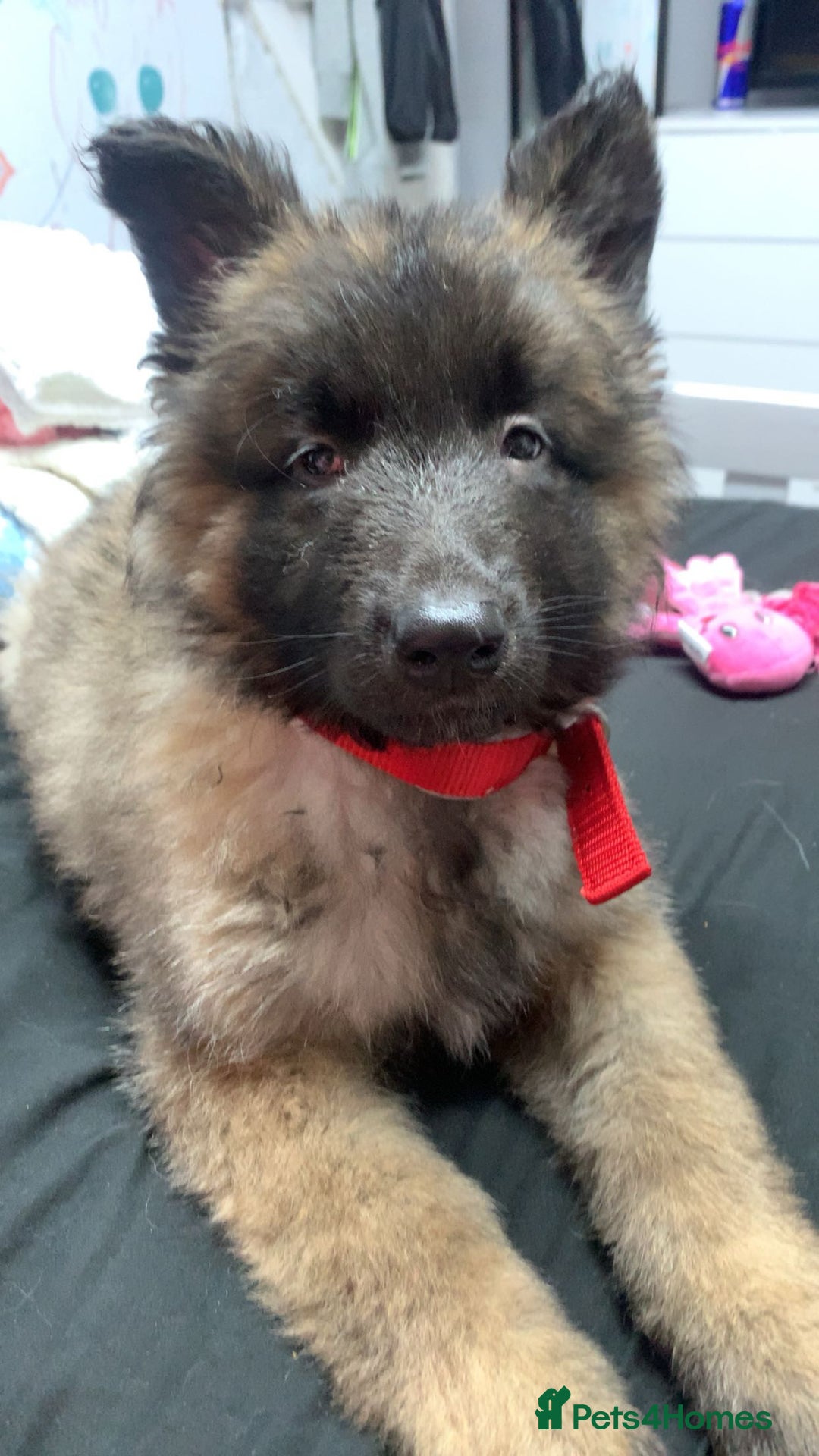 German Shepherd dogs for sale: For sale  - Image 6