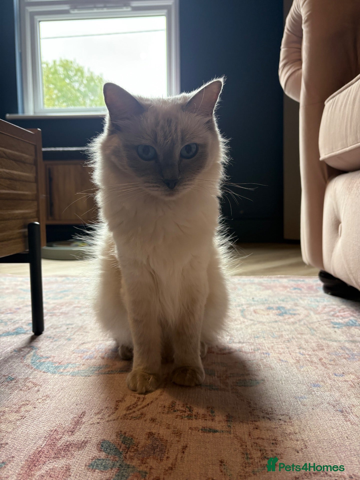 Ragdoll cats 🐾 **Beautiful Ragdoll Cross Kittens - Advert 2