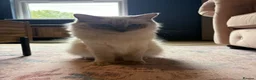 Ragdoll cats for sale: 🐾 **Beautiful Ragdoll Cross Kittens - Advert 1