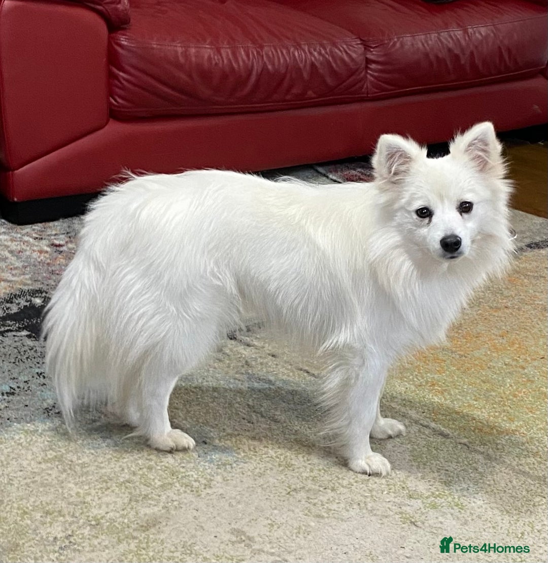 Mixed Breed dogs for sale: Beautiful pomspitz boy for sale - Image 2