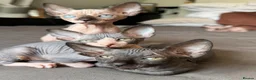Sphynx cats for sale: Beautiful sphinx kittens  - Advert 5