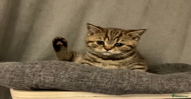 British Shorthair cats - Advert 4