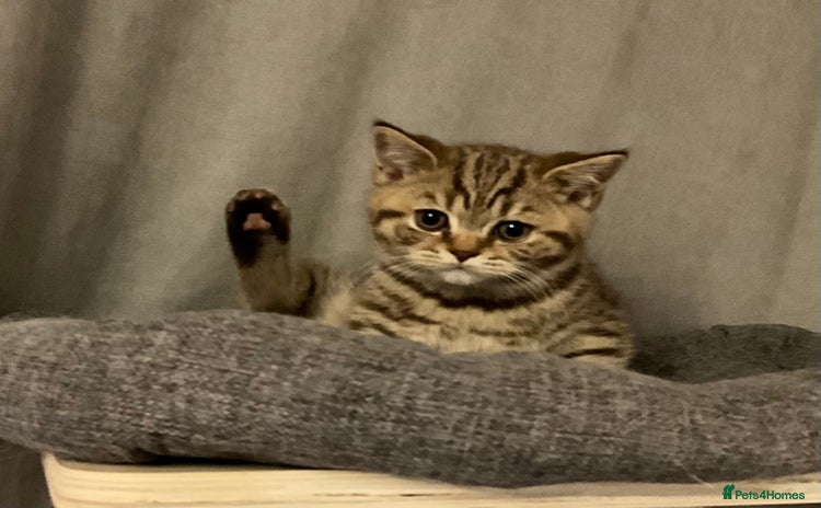 British Shorthair cats - Advert 3