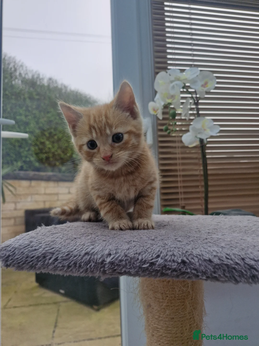 Domestic Shorthair cats for sale: Kittens for Sale - Advert 1