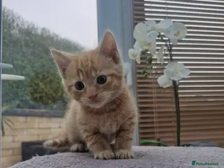 Domestic Shorthair cats Kittens for Sale - Advert 6