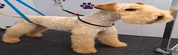 Lakeland Terrier dogs for stud: 2 year old KC registered male For stud - Advert 2