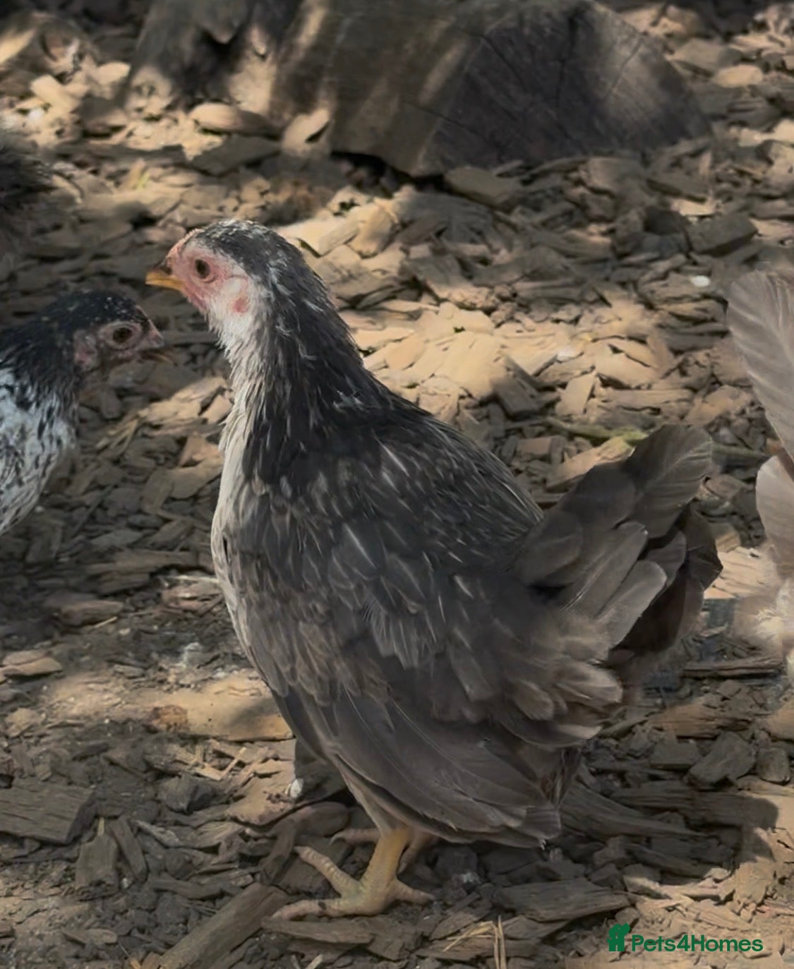 Chickens poultry Serama  - Advert 2