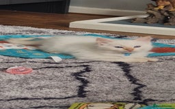 Ragdoll cats for sale: 4 Beautiful Ragdoll Kittens - Image 15