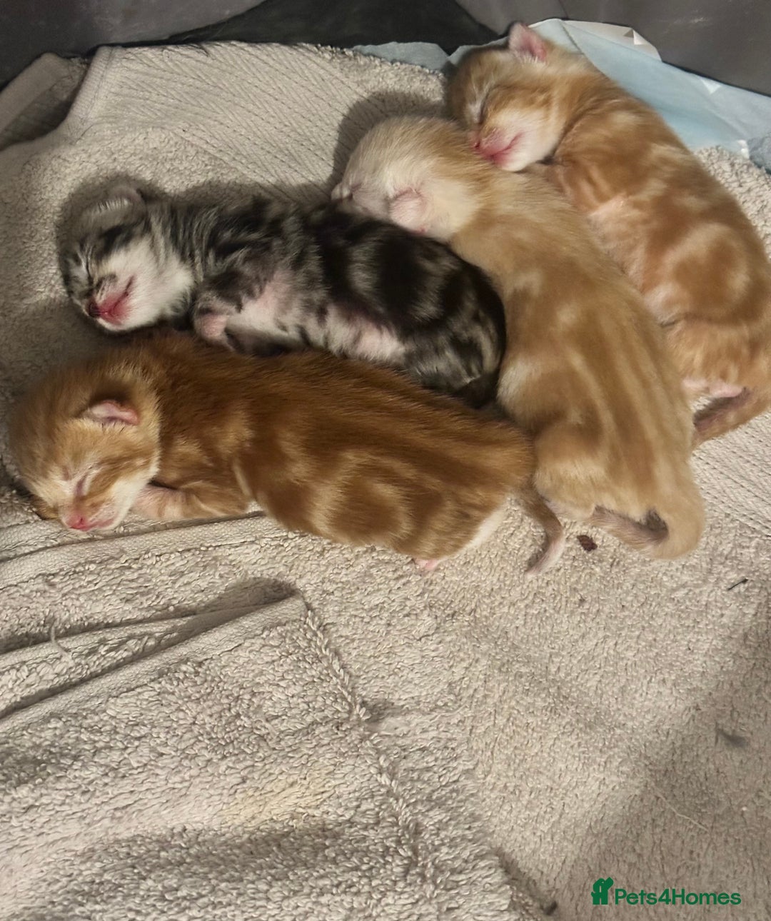 Domestic Shorthair cats for sale: Ginger / Grey&Silver Kitten for sale  - Image 1