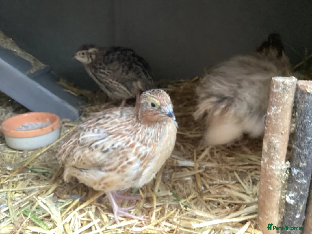 Quail poultry for sale: JAPANESE/ITALIAN COTURNIX CHICKS - Advert 2