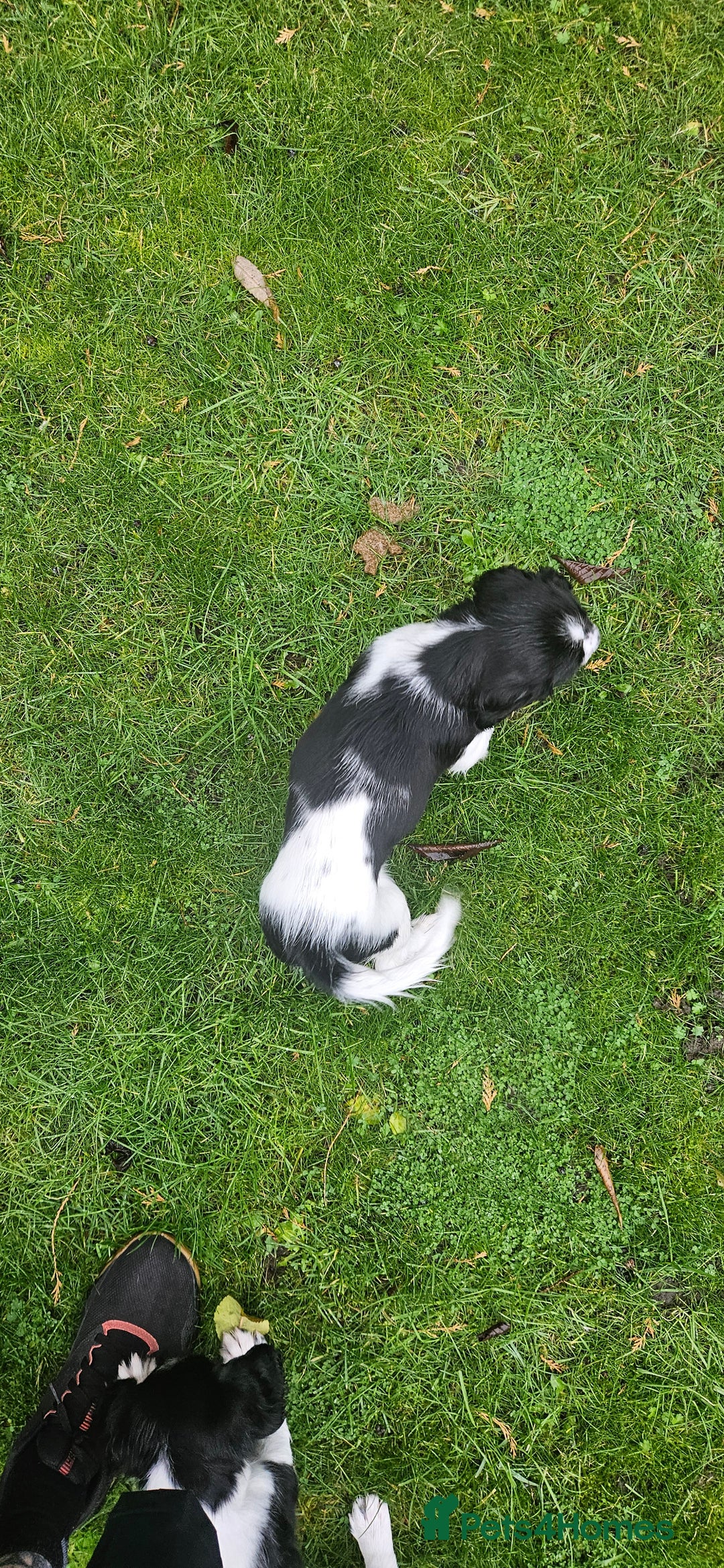 English Springer Spaniel dogs for sale: ✨ KC Registered Springer Spaniel Puppies ✨ - Advert 27