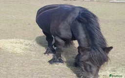 Irish Cob horses for sale: Ridden mare with drive potential  - Image 4