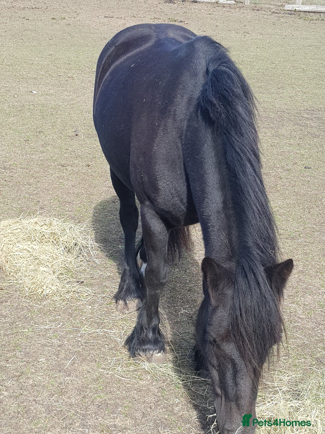 Irish Cob horses for sale: Ridden mare with drive potential  - Image 4