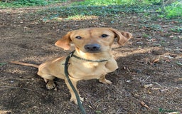 Mixed Breed dogs for sale: Stunning Work Labrador Mix  - Image 8