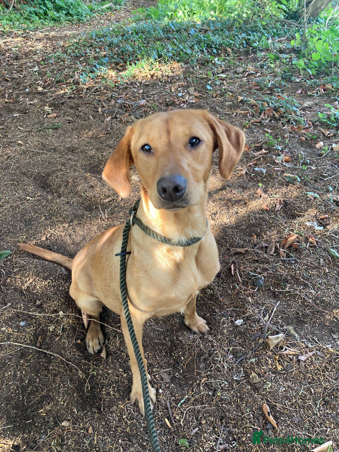 Mixed Breed dogs for sale: Stunning Work Labrador Mix  - Image 8