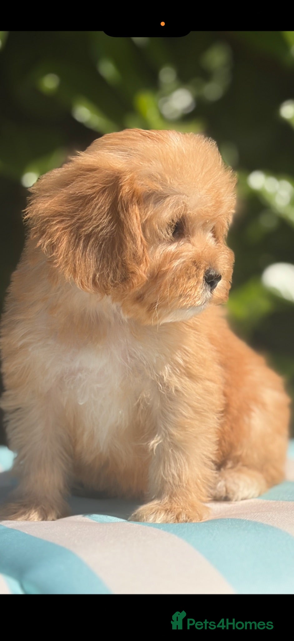 Cockapoo dogs 🌸 READY NOW TINY TOY FEMALE F1 COCKERPOOS 🌸 - Advert 2
