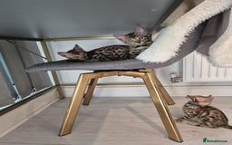 Bengal cats for sale:  🐾Four Beautiful Bengal Kittens🐾 - Image 20