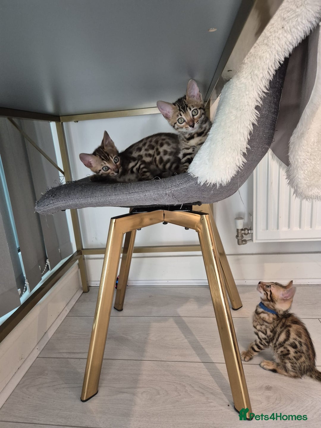 Bengal cats for sale:  🐾Four Beautiful Bengal Kittens🐾 - Image 20