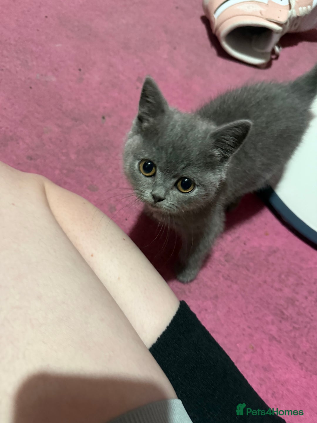 British Shorthair cats for sale: British Shorthair Kittens - Advert 3