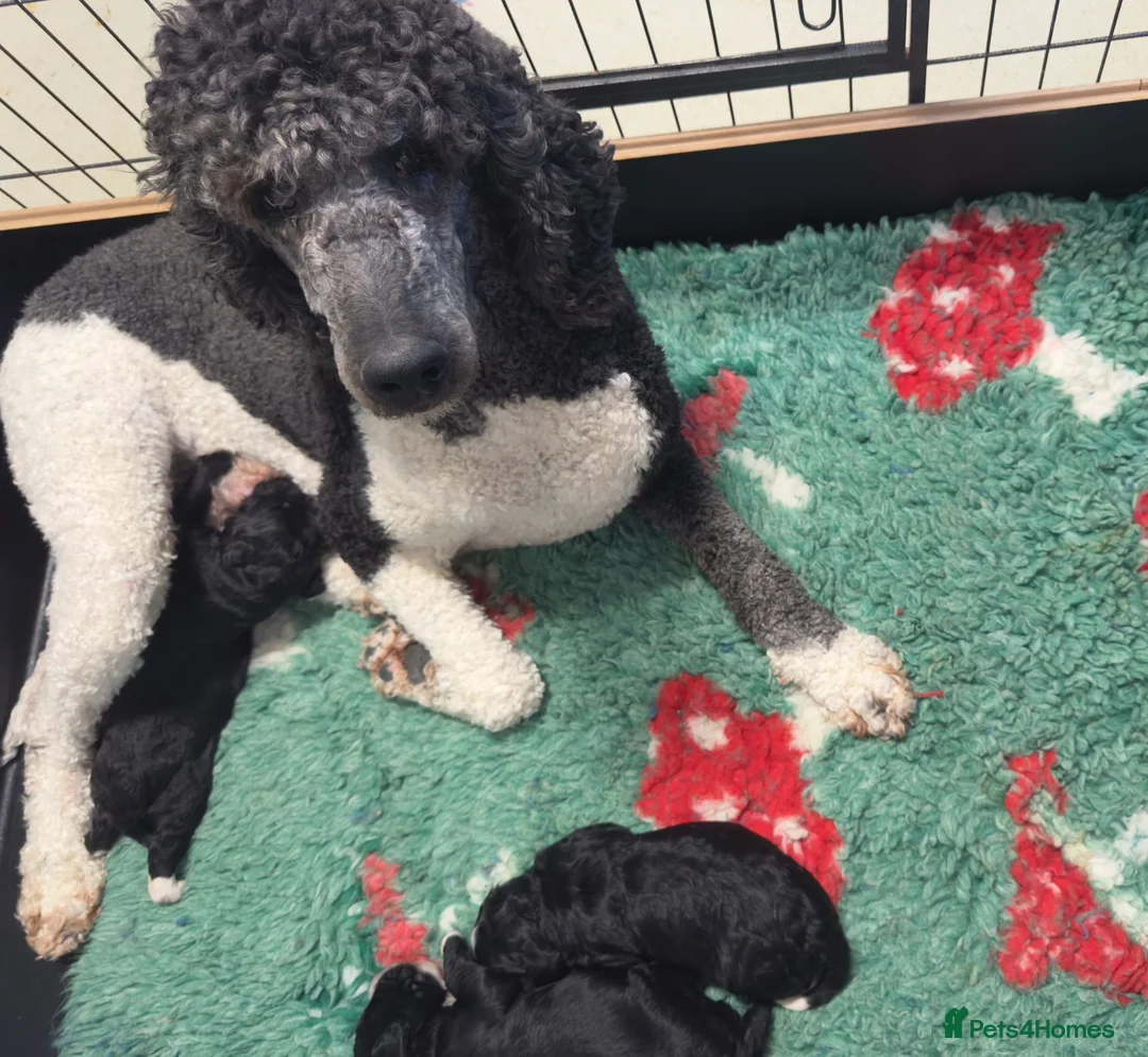 Bernedoodle dogs for sale: Xl health tested f1 Bernedoodle puppy’s   - Advert 2