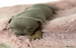 Olde English Bulldogge dogs for sale: Old English Bulldog PUPPIES 👀‼️ - Image 11