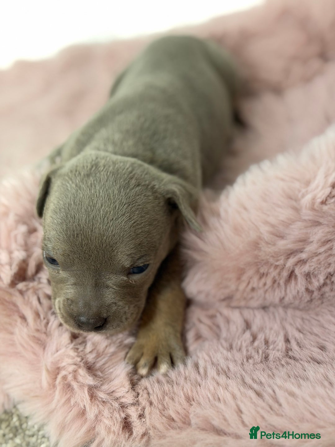 Olde English Bulldogge dogs for sale: Old English Bulldog PUPPIES 👀‼️ - Image 11