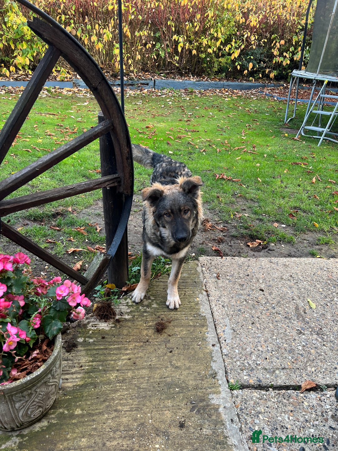 Mixed Breed dogs for sale: Male dog for sale - Image 3