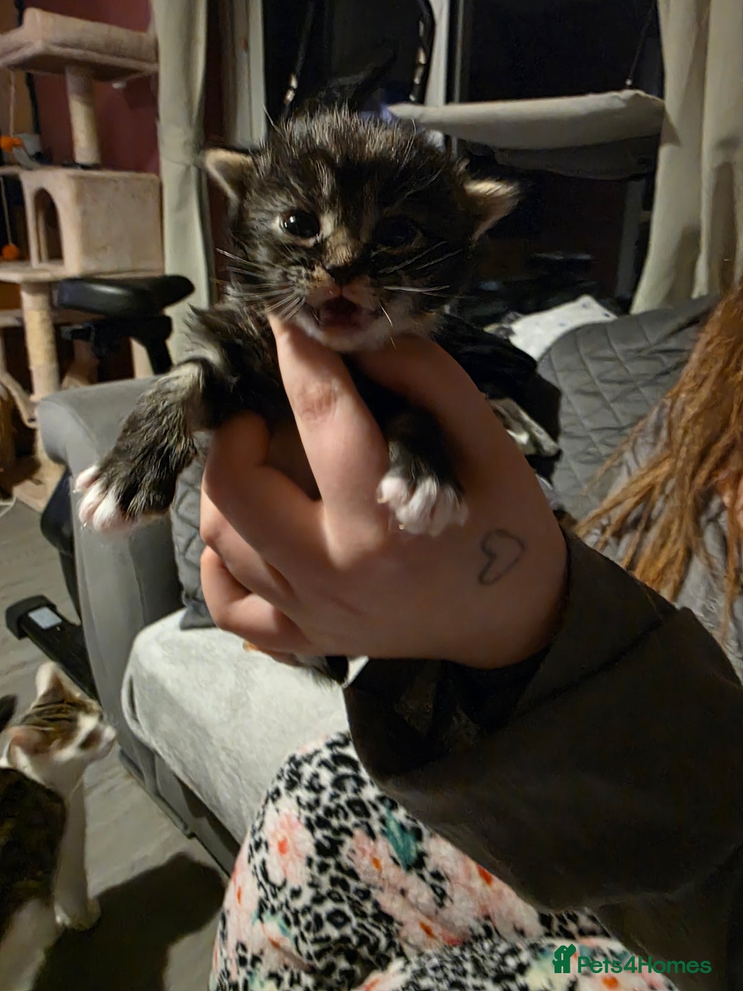 British Shorthair cats for sale: Beautiful kittens  - Advert 3