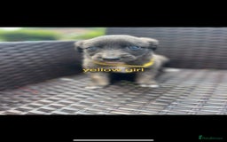 Lurcher dogs for sale: lurcher puppies  - Image 1