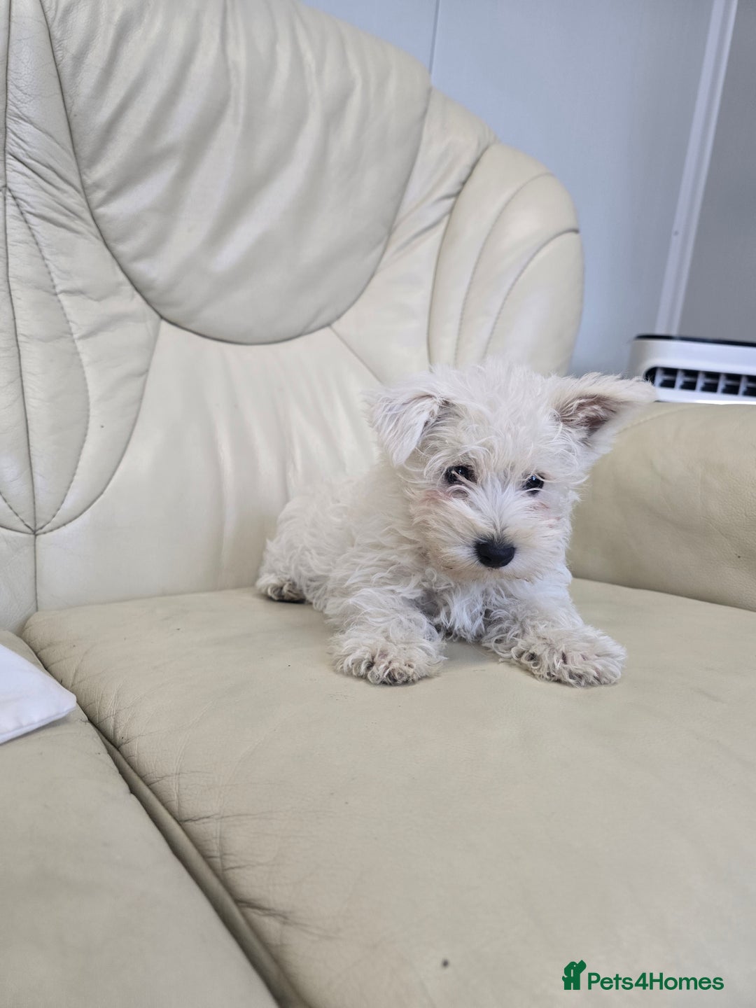 West Highland Terrier dogs for sale: KC REGISTERED WEST HIGHLAND TERRIERS - Image 10