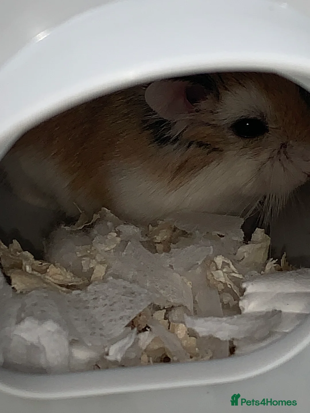 Hamster rodents for sale: ROBOROSKI HAMSTER FOR SALE!! - Advert 2