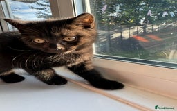 British Shorthair cats for sale: Chocolate BSH boy - Image 2