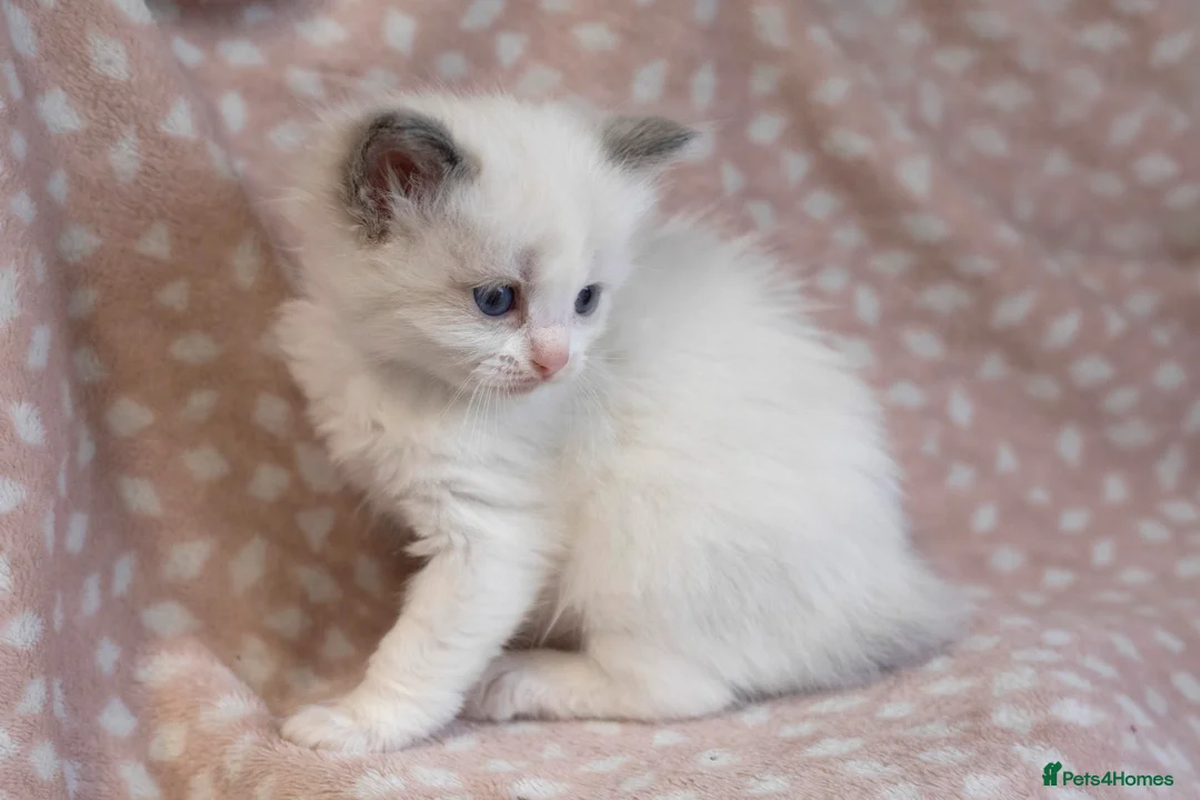 Ragdoll cats for sale: GCCF Ragdoll kittens registered pet Active  - Advert 2