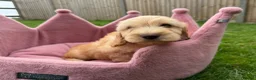 Cockapoo dogs for sale: Stunning F1 Cockapoos looking for 5⭐️ homes!  - Advert 16