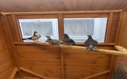 Pigeons birds for sale: Racing pigeons  - Advert 2