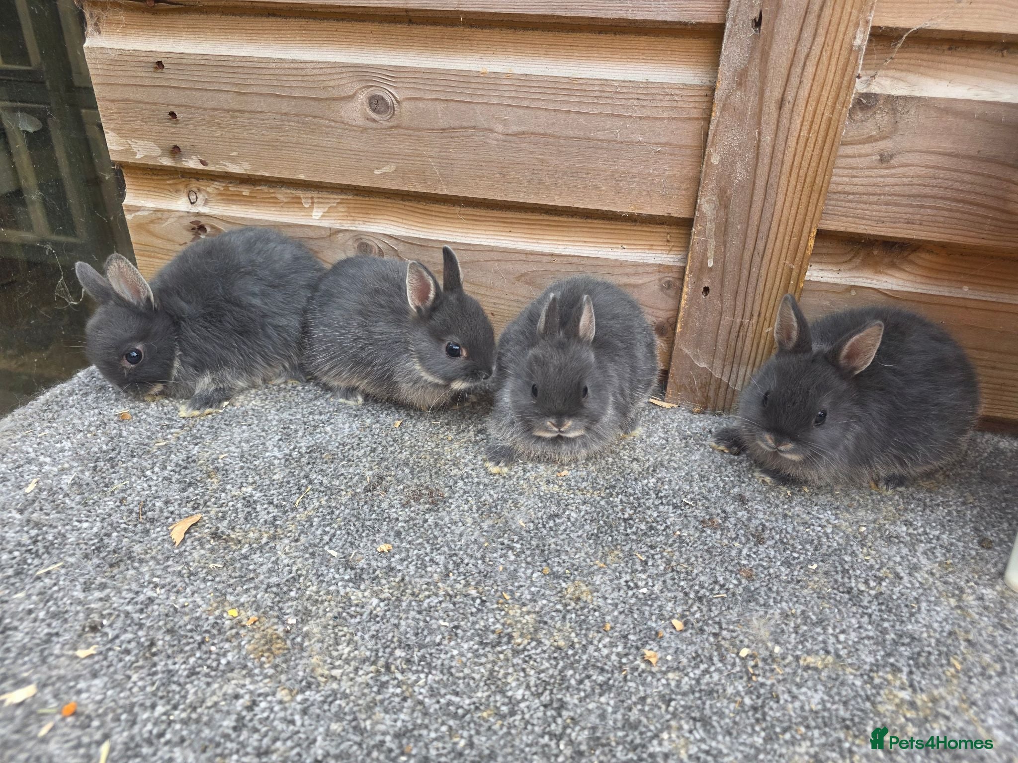 Netherland Dwarf rabbits Various netherland dwarf kits   - Advert 2