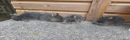 Netherland Dwarf rabbits for sale: Various netherland dwarf kits   - Advert 2
