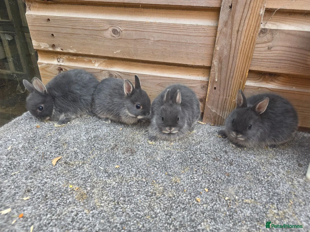 Netherland Dwarf rabbits for sale: Various netherland dwarf kits   - Advert 2