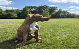 Mixed Breed dogs for sale: For sale  - Image 2