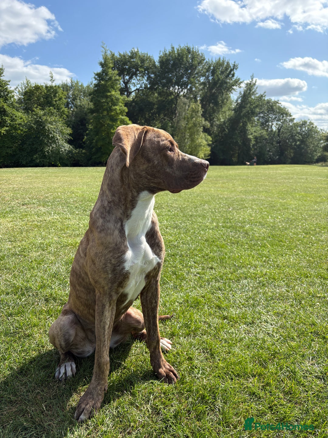 Mixed Breed dogs for sale: For sale  - Image 2