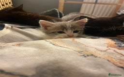 Mixed Breed cats for sale: 3 kittens - Image 8