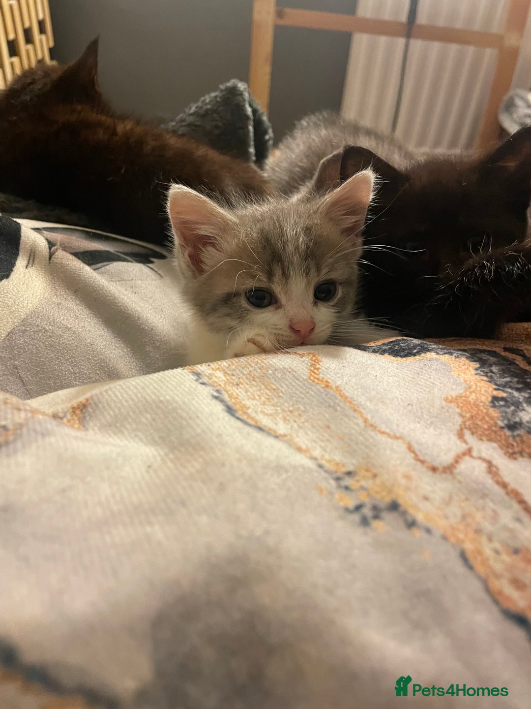 Mixed Breed cats for sale: 3 kittens - Image 8