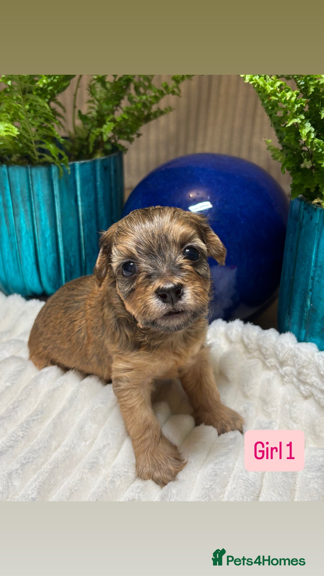 Havanese dogs for sale: 9 Beautiful Havanese Pedigree Puppies  - Advert 21