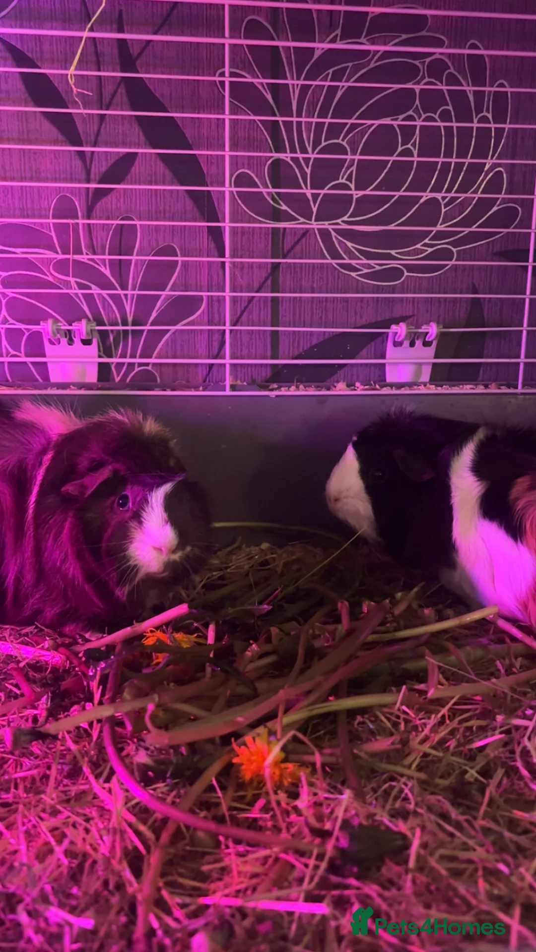 Guinea Pig rodents for sale: Babies ready 2 reserve girls&boys  - Advert 2