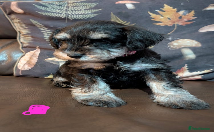 Miniature Schnauzer dogs - Advert 3